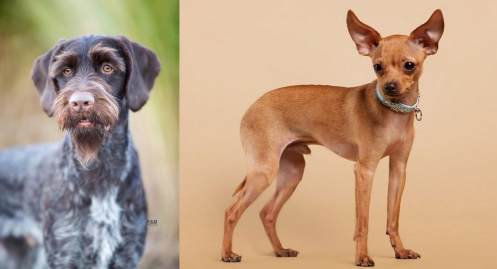 Russian Toy Terrier vs German Wirehaired Pointer - Breed Comparison