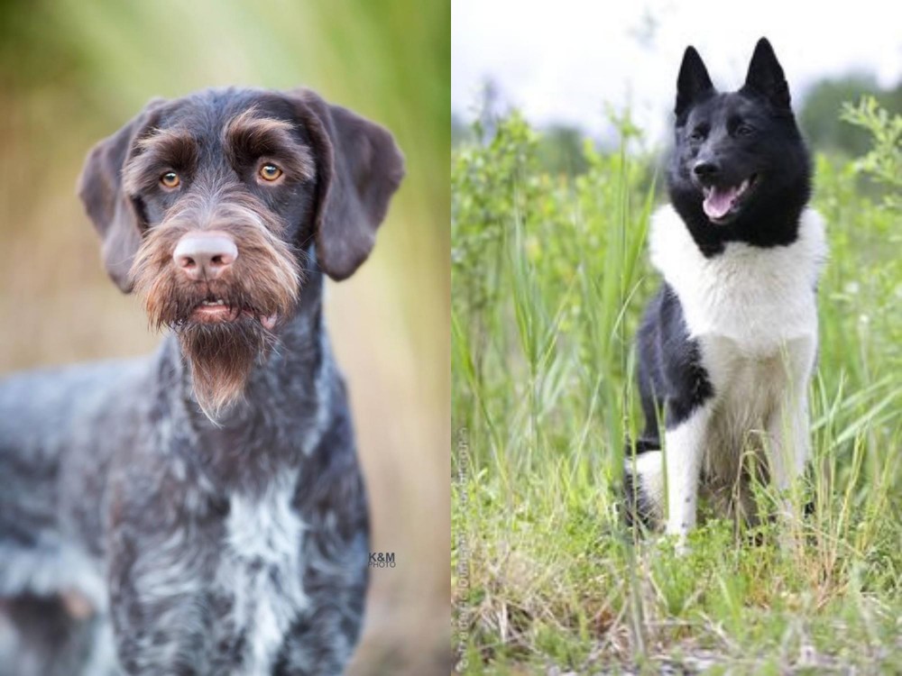 Russo-European Laika vs German Wirehaired Pointer - Breed Comparison
