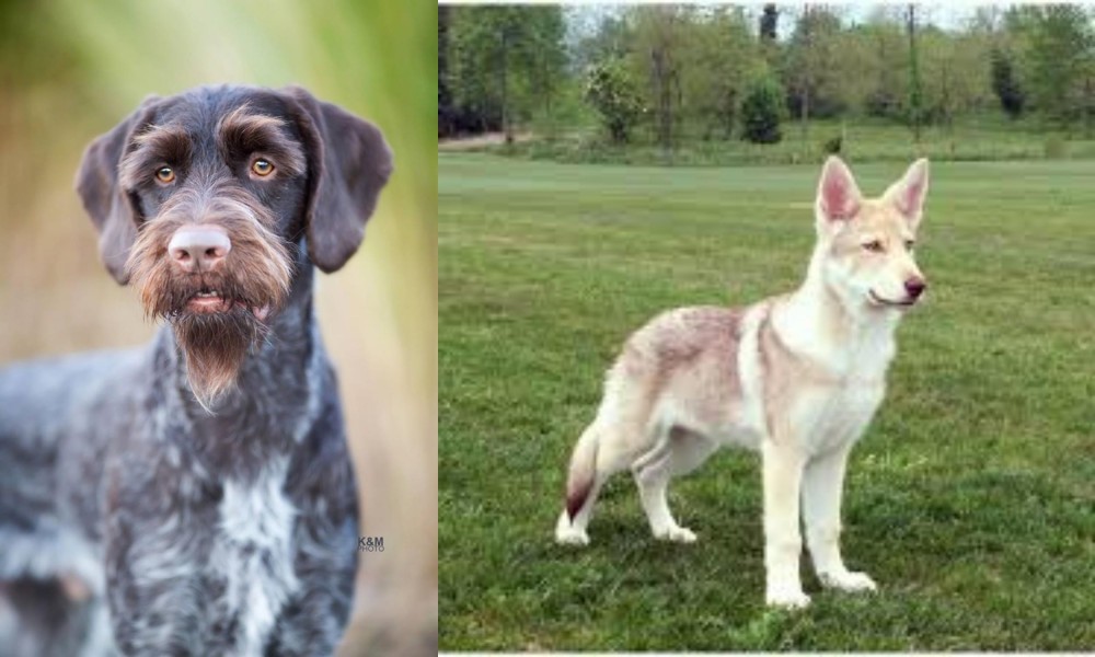 Saarlooswolfhond vs German Wirehaired Pointer - Breed Comparison