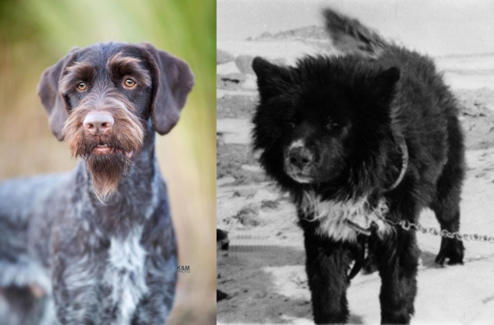 Sakhalin Husky vs German Wirehaired Pointer - Breed Comparison