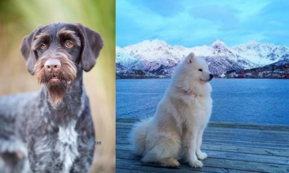 Samoyed vs German Wirehaired Pointer - Breed Comparison