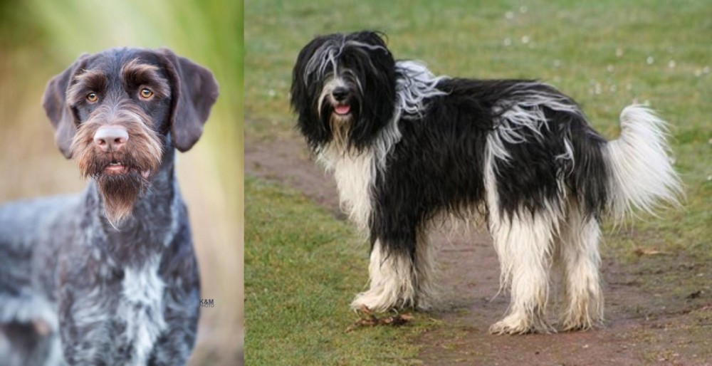 Schapendoes vs German Wirehaired Pointer - Breed Comparison