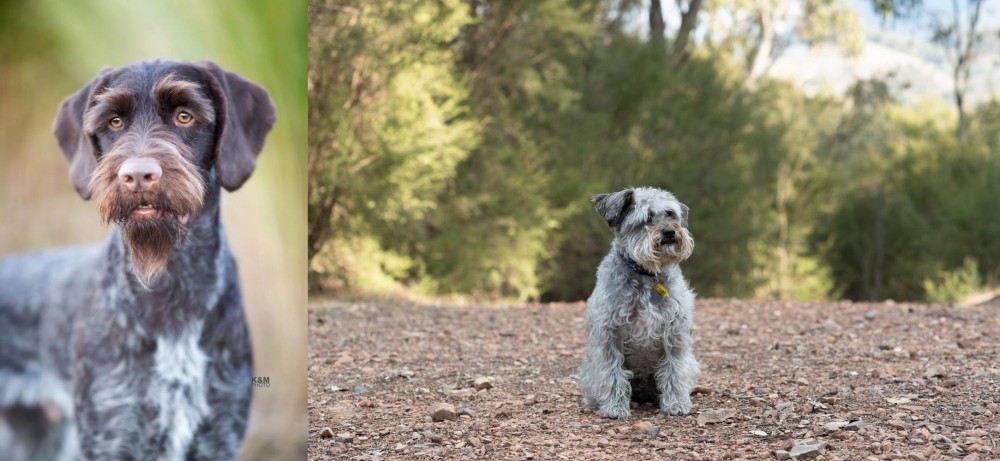 Schnoodle vs German Wirehaired Pointer - Breed Comparison