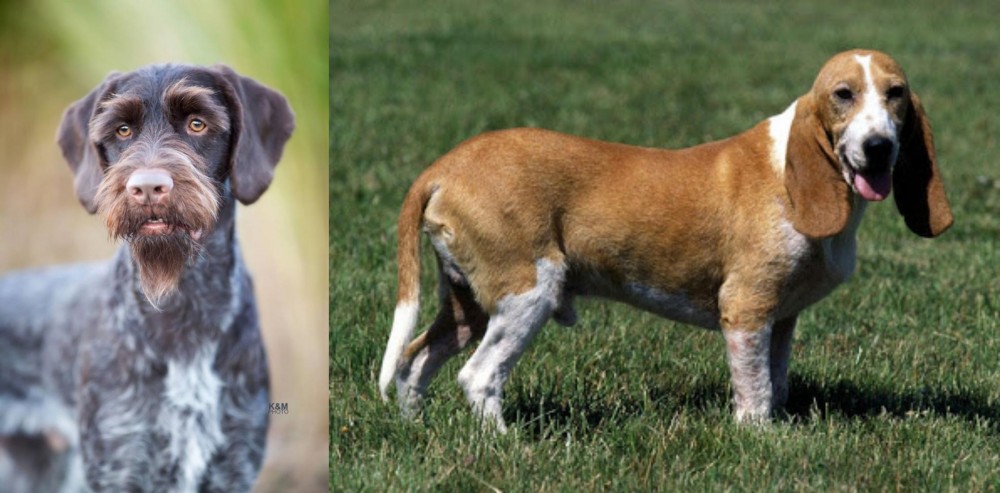Schweizer Niederlaufhund vs German Wirehaired Pointer - Breed Comparison
