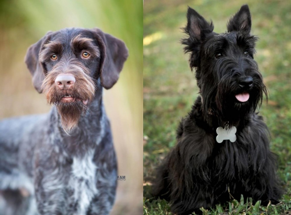 Scoland Terrier vs German Wirehaired Pointer - Breed Comparison