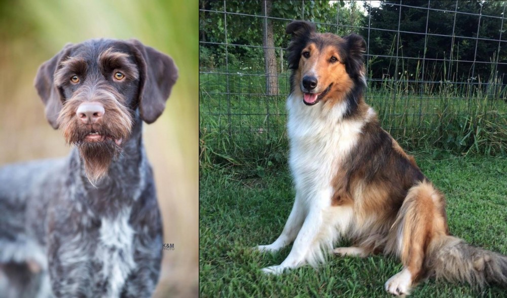 Scotch Collie vs German Wirehaired Pointer - Breed Comparison