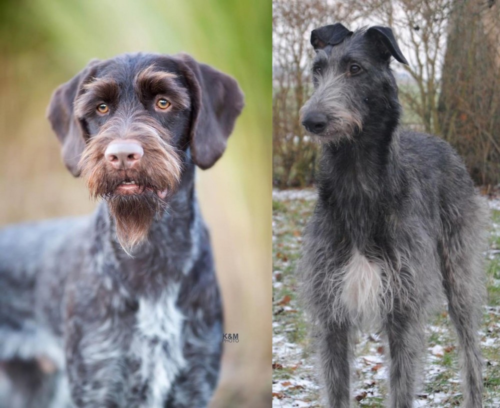 Scottish Deerhound vs German Wirehaired Pointer - Breed Comparison