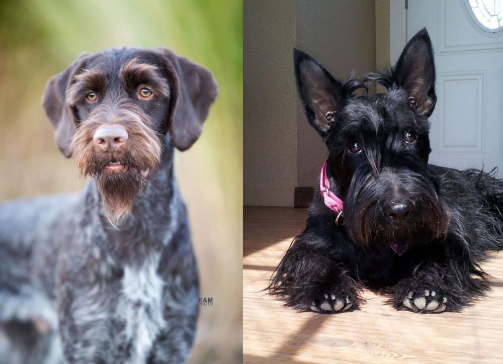 Scottish Terrier vs German Wirehaired Pointer - Breed Comparison