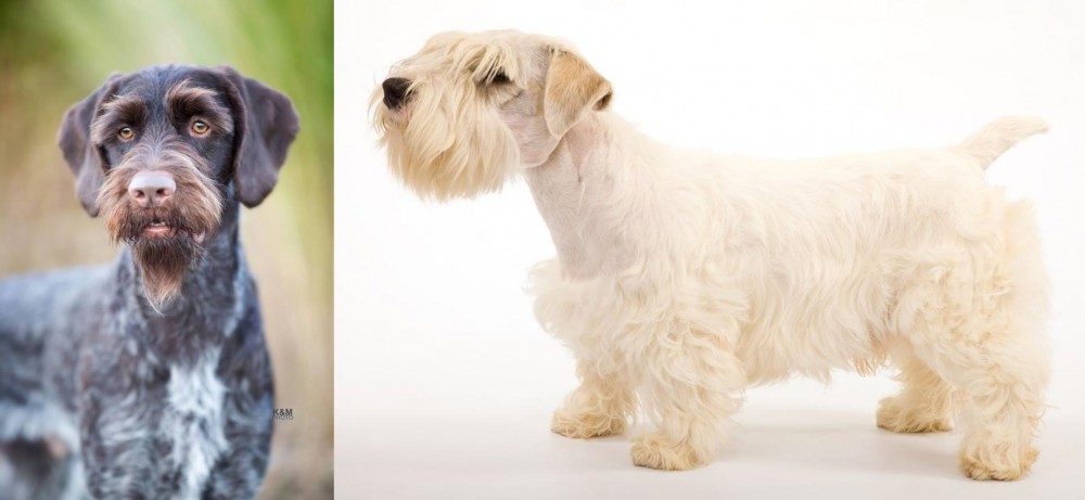 Sealyham Terrier vs German Wirehaired Pointer - Breed Comparison
