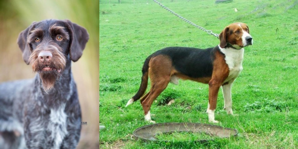 Serbian Tricolour Hound vs German Wirehaired Pointer - Breed Comparison
