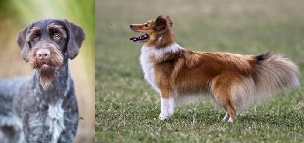 Shetland Sheepdog vs German Wirehaired Pointer - Breed Comparison