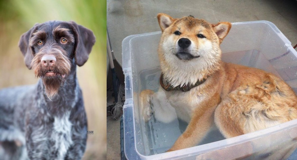 Shiba Inu vs German Wirehaired Pointer - Breed Comparison