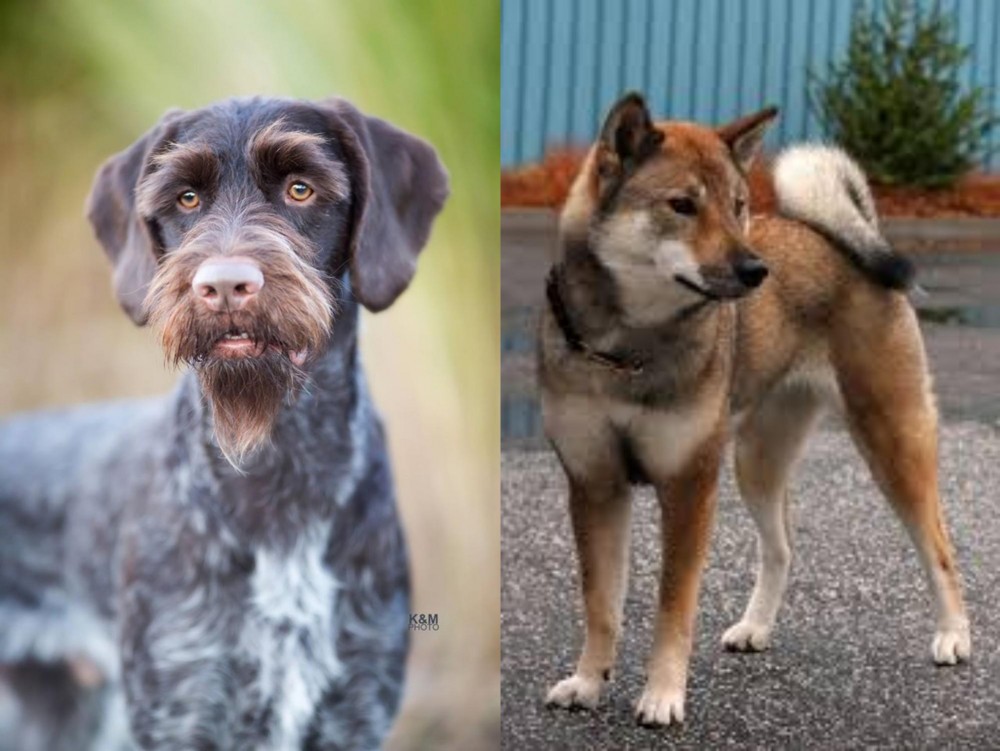 Shikoku vs German Wirehaired Pointer - Breed Comparison