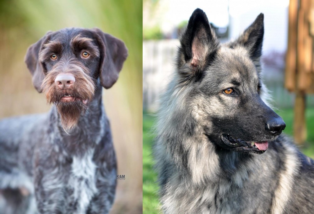 Shiloh Shepherd vs German Wirehaired Pointer - Breed Comparison