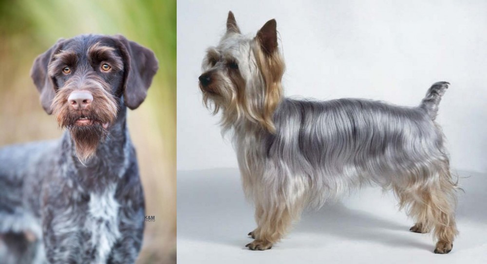 Silky Terrier vs German Wirehaired Pointer - Breed Comparison