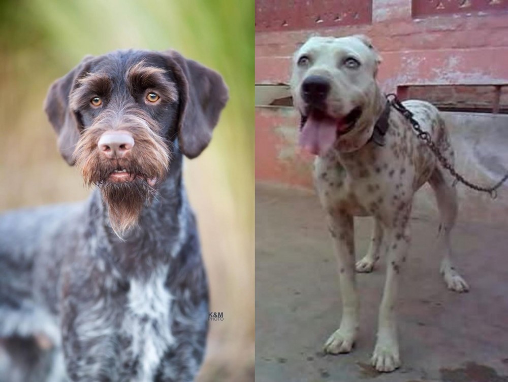 Sindh Mastiff vs German Wirehaired Pointer - Breed Comparison