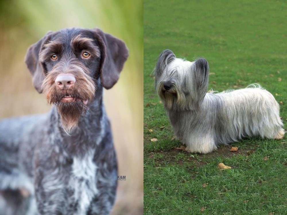 Skye Terrier vs German Wirehaired Pointer - Breed Comparison