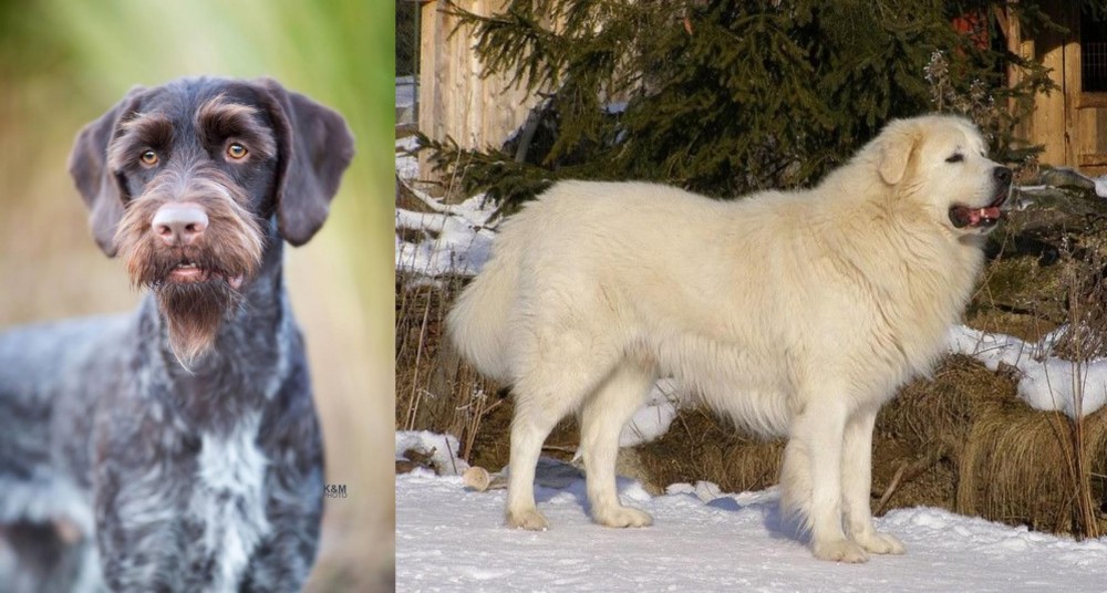 Slovak Cuvac vs German Wirehaired Pointer - Breed Comparison
