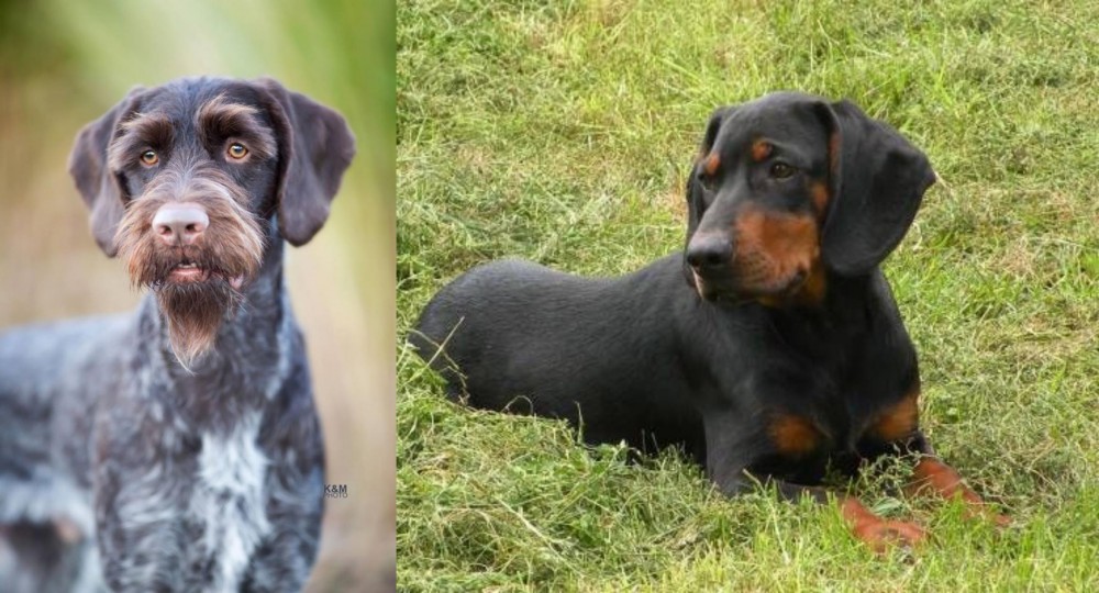 Slovakian Hound vs German Wirehaired Pointer - Breed Comparison