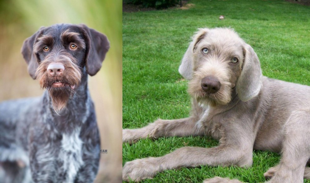 Slovakian Rough Haired Pointer vs German Wirehaired Pointer - Breed Comparison