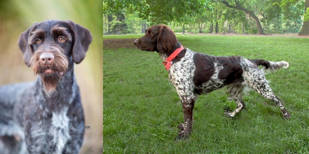 Small Munsterlander vs German Wirehaired Pointer - Breed Comparison