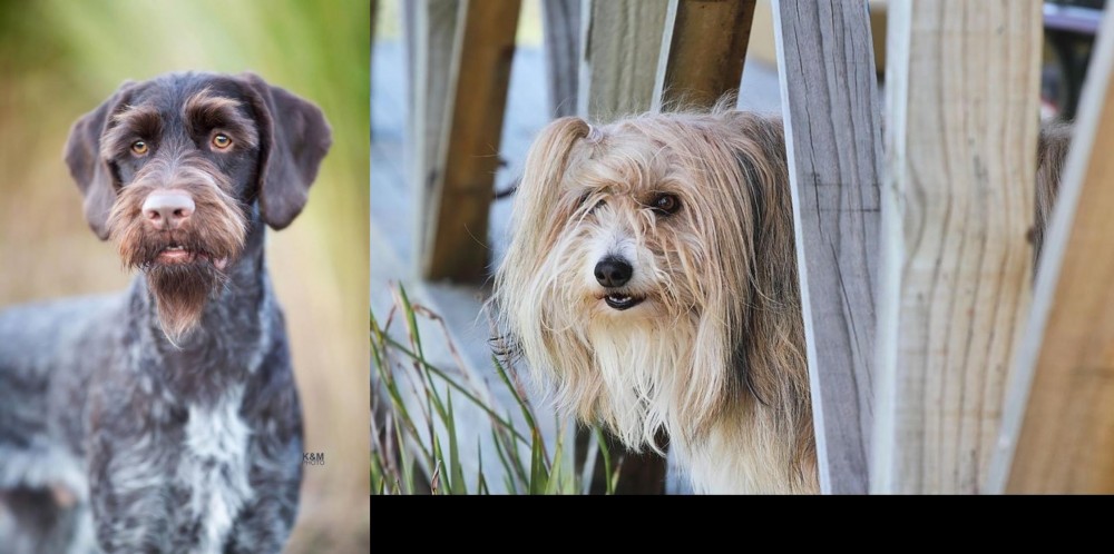 Smithfield vs German Wirehaired Pointer - Breed Comparison