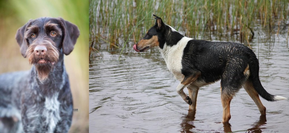 Smooth Collie vs German Wirehaired Pointer - Breed Comparison