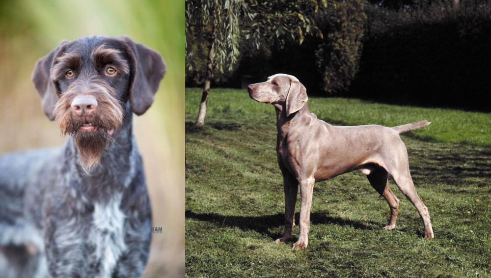 Smooth Haired Weimaraner vs German Wirehaired Pointer - Breed Comparison