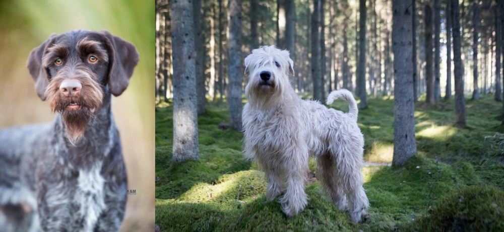 Soft-Coated Wheaten Terrier vs German Wirehaired Pointer - Breed Comparison