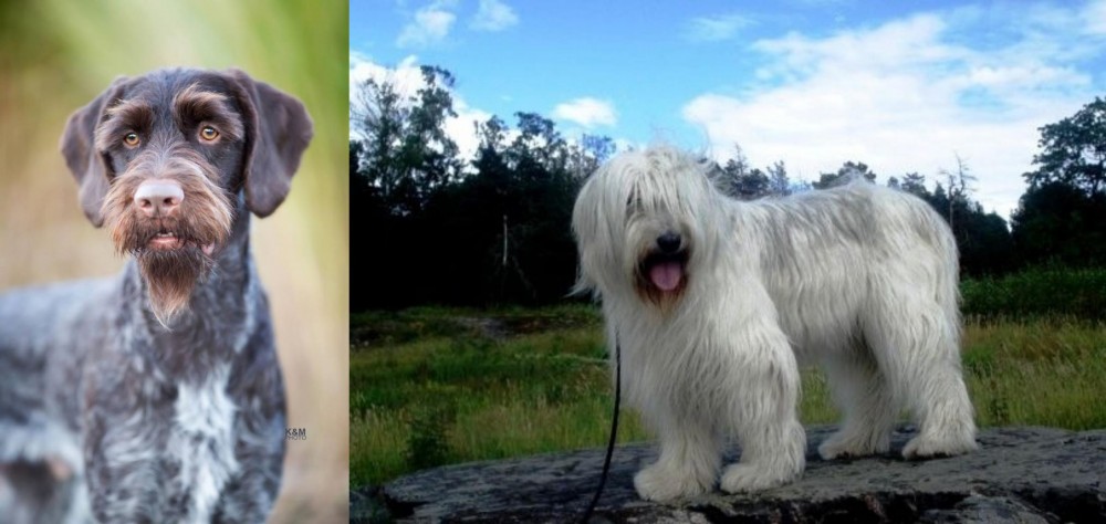South Russian Ovcharka vs German Wirehaired Pointer - Breed Comparison