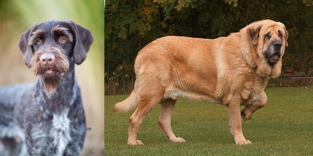 Spanish Mastiff vs German Wirehaired Pointer - Breed Comparison