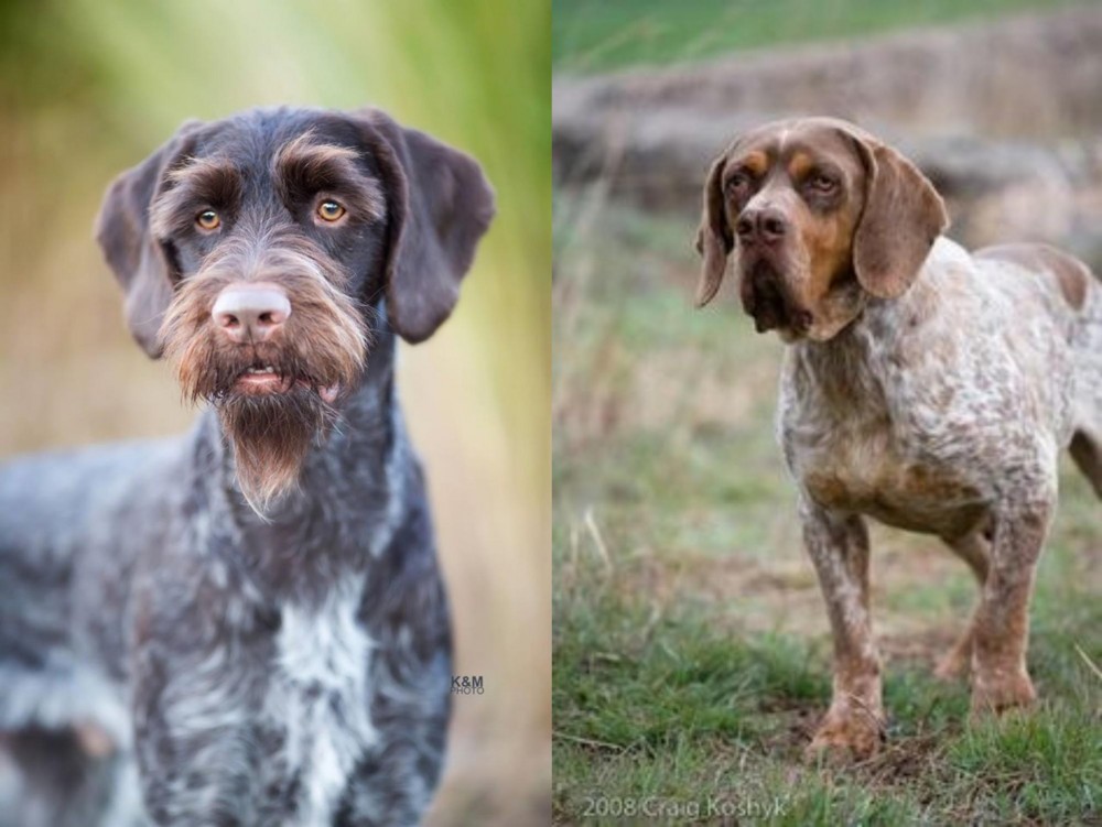 Spanish Pointer vs German Wirehaired Pointer - Breed Comparison