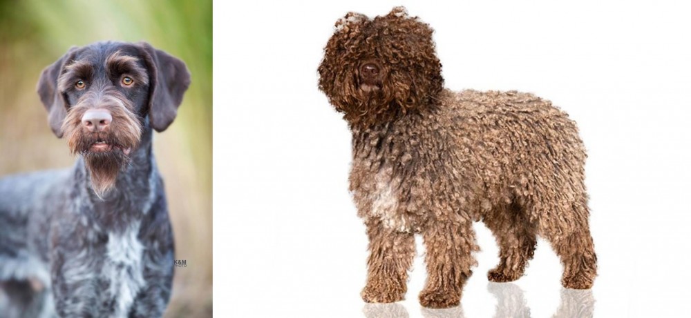 Spanish Water Dog vs German Wirehaired Pointer - Breed Comparison
