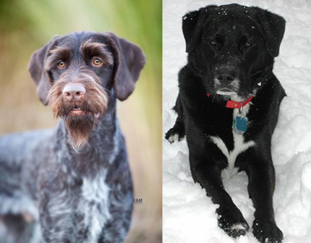 St. John's Water Dog vs German Wirehaired Pointer - Breed Comparison