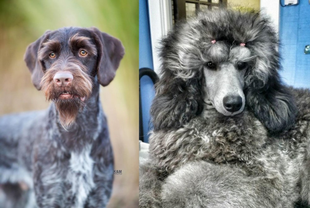 Standard Poodle vs German Wirehaired Pointer - Breed Comparison