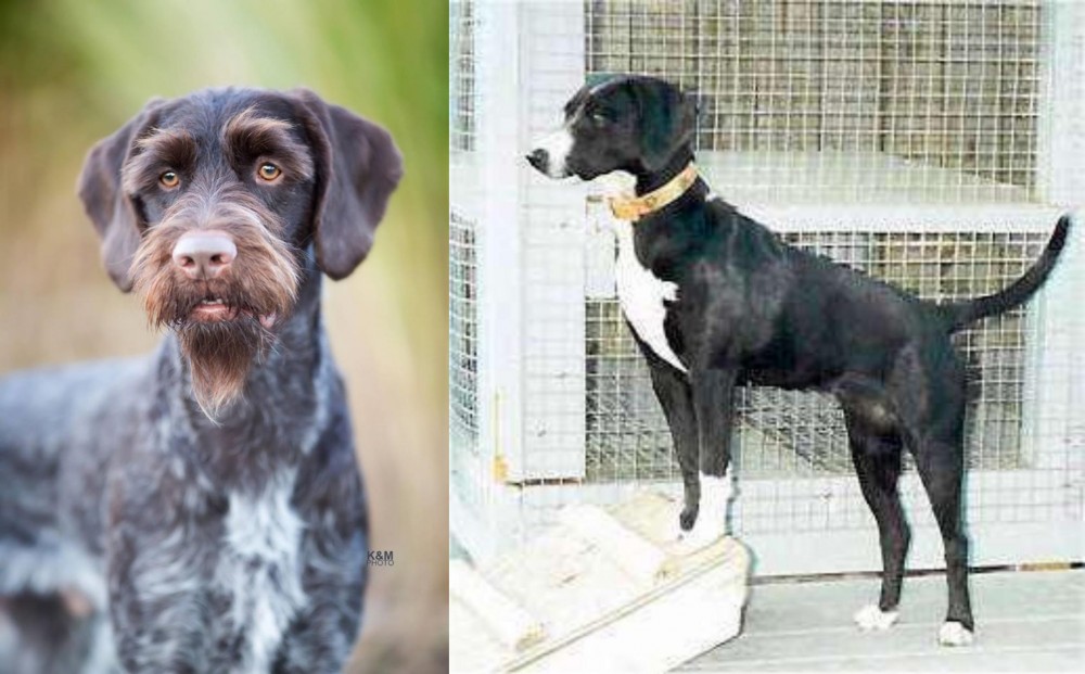 Stephens Stock vs German Wirehaired Pointer - Breed Comparison