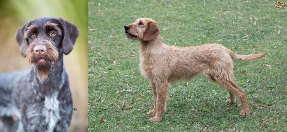 Styrian Coarse Haired Hound vs German Wirehaired Pointer - Breed Comparison