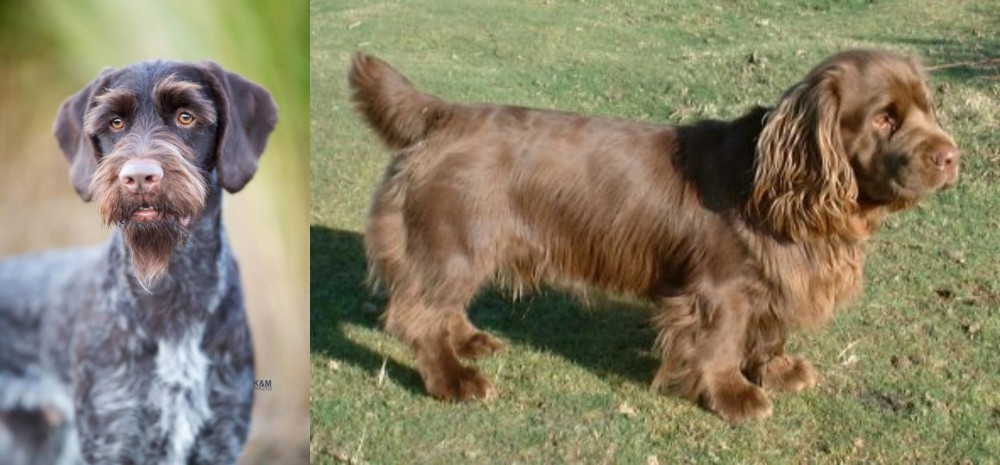 Sussex Spaniel vs German Wirehaired Pointer - Breed Comparison