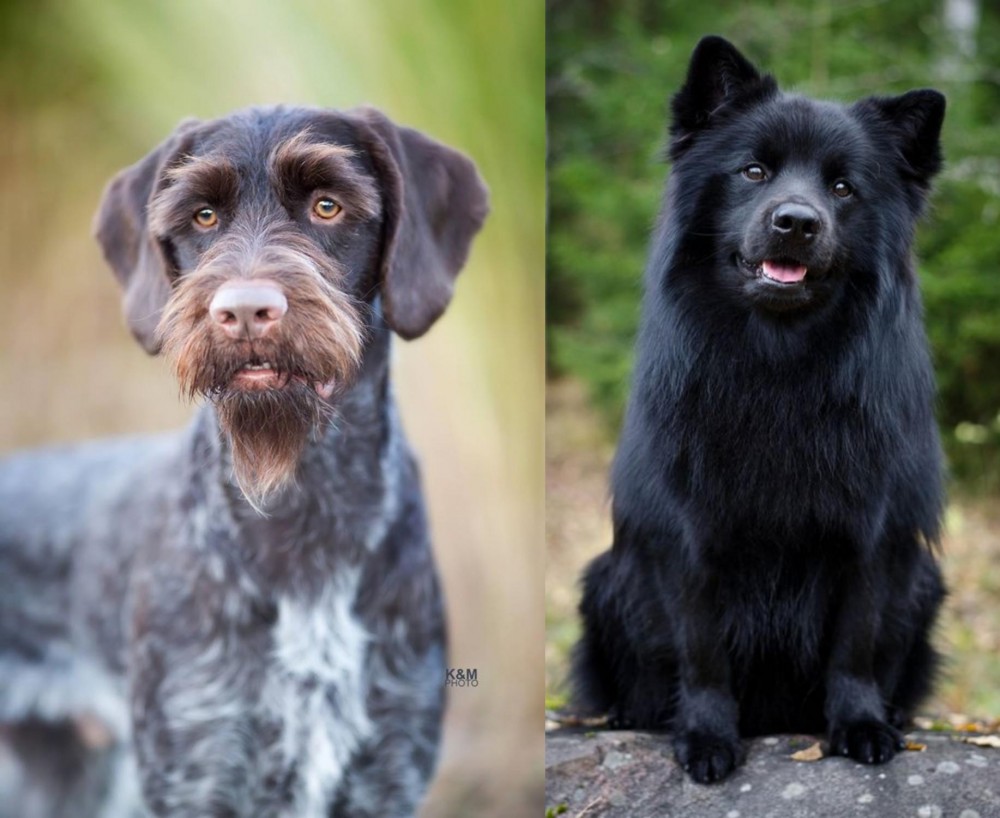 Swedish Lapphund vs German Wirehaired Pointer - Breed Comparison