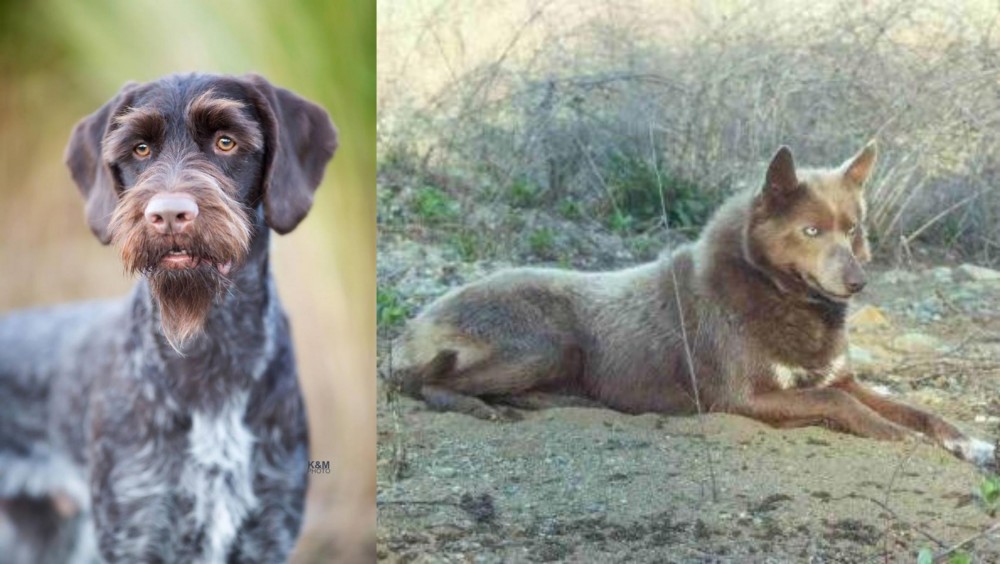 Tahltan Bear Dog vs German Wirehaired Pointer - Breed Comparison