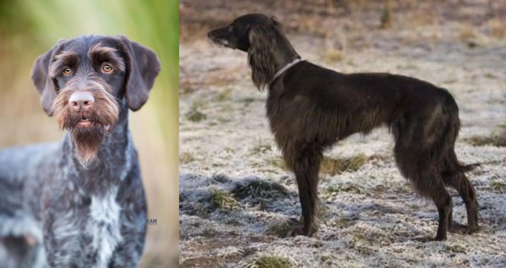 Taigan vs German Wirehaired Pointer - Breed Comparison