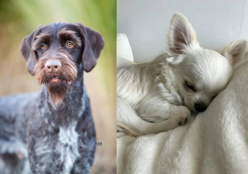 Tea Cup Chihuahua vs German Wirehaired Pointer - Breed Comparison