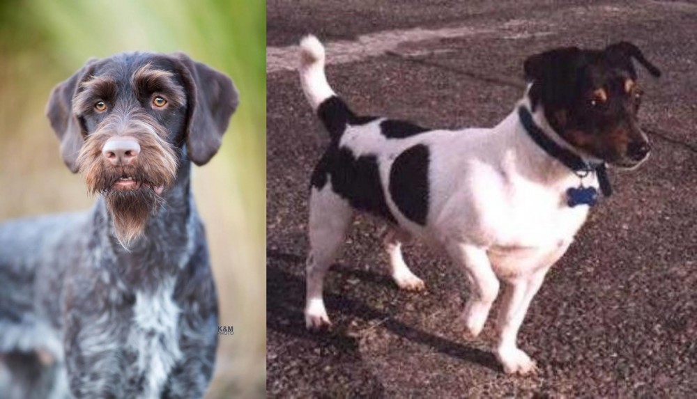 Teddy Roosevelt Terrier vs German Wirehaired Pointer - Breed Comparison