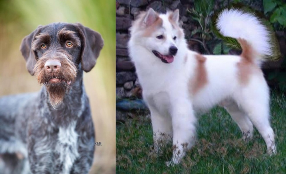 Thai Bangkaew vs German Wirehaired Pointer - Breed Comparison