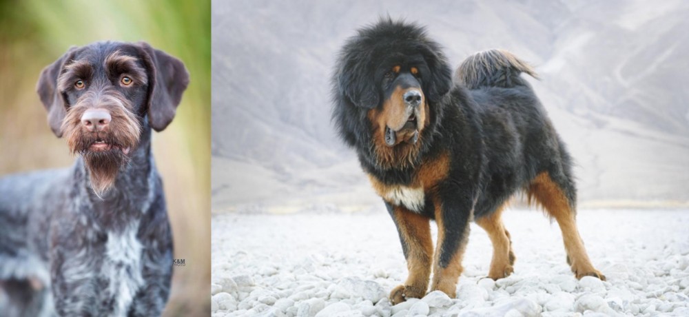 Tibetan Mastiff vs German Wirehaired Pointer - Breed Comparison