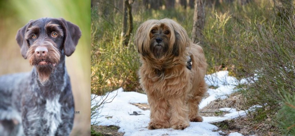 Tibetan Terrier vs German Wirehaired Pointer - Breed Comparison