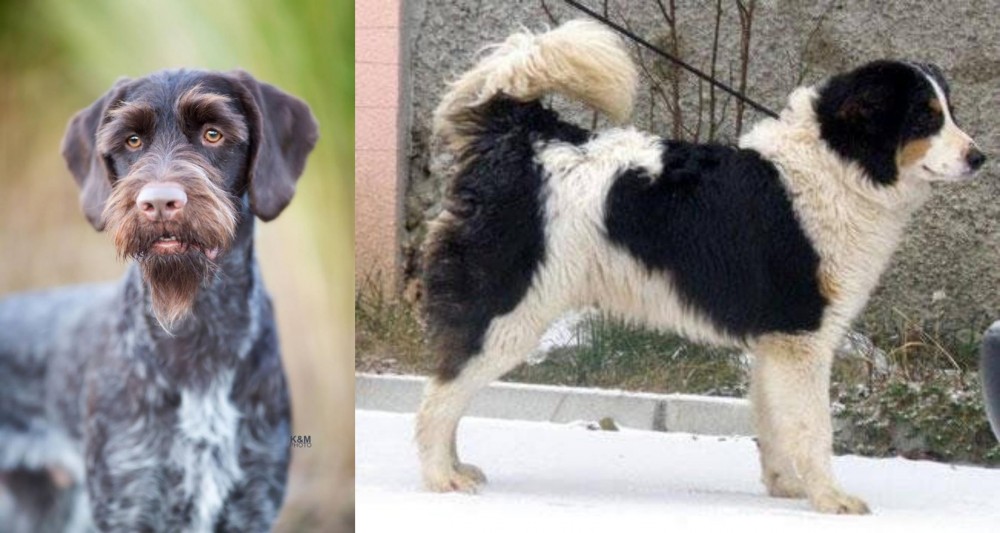 Tornjak vs German Wirehaired Pointer - Breed Comparison