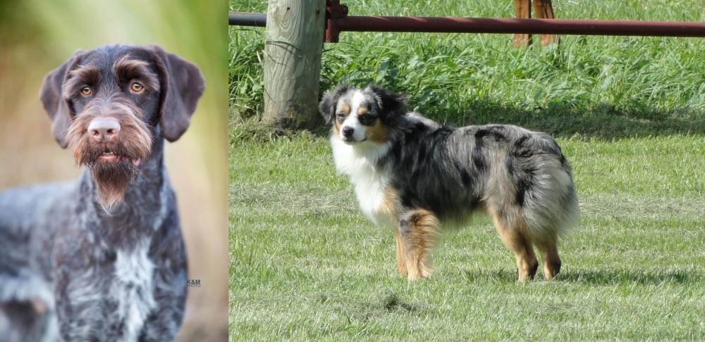 Toy Australian Shepherd vs German Wirehaired Pointer - Breed Comparison