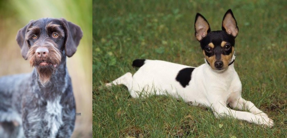 Toy Fox Terrier vs German Wirehaired Pointer - Breed Comparison