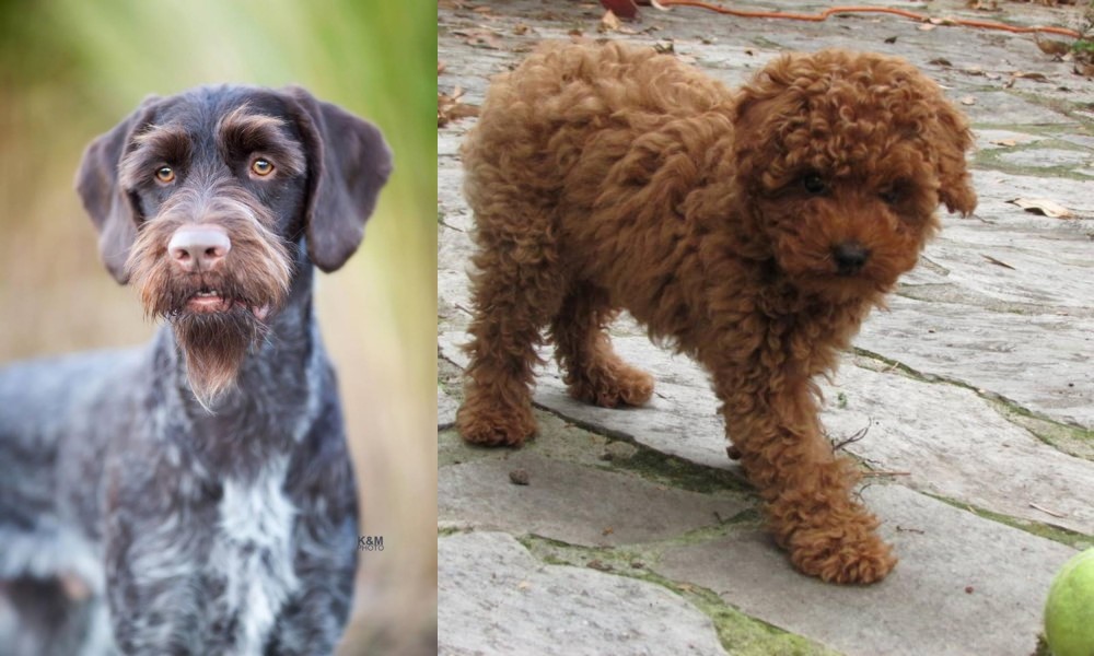 Toy Poodle vs German Wirehaired Pointer - Breed Comparison